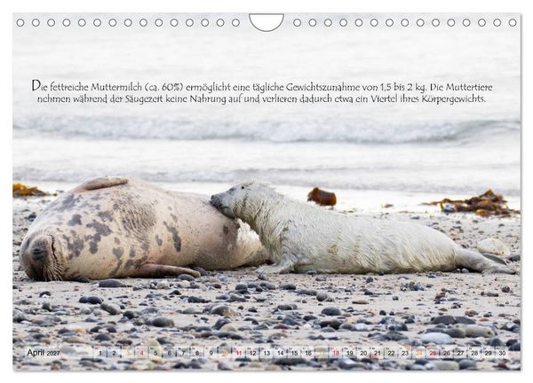 Produktbild: Kegelrobben auf der Insel D&uuml;ne (Wandkalender 2027 DIN A4 quer), CALVENDO Monatskalender