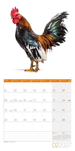 Produktbild: Verr&uuml;ckte H&uuml;hner Kalender 2027 - 30x30 - Art12