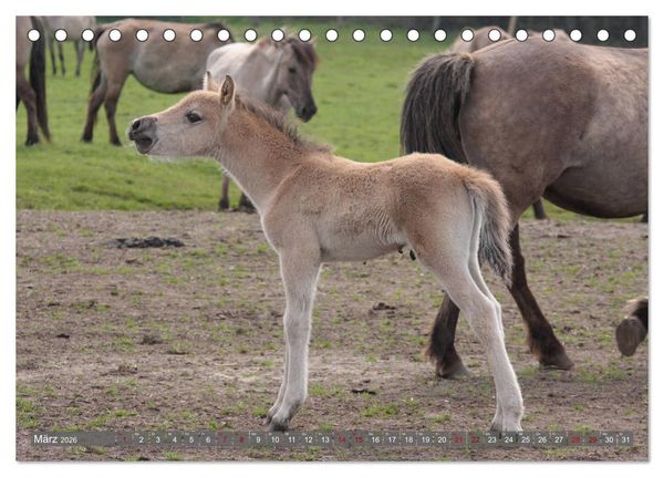Produktbild: D&uuml;lmener Wildpferde - Wildpferde im Meerfelder Bruch (Tischkalender 2026 DIN A5 quer), CALVENDO Monatskalender