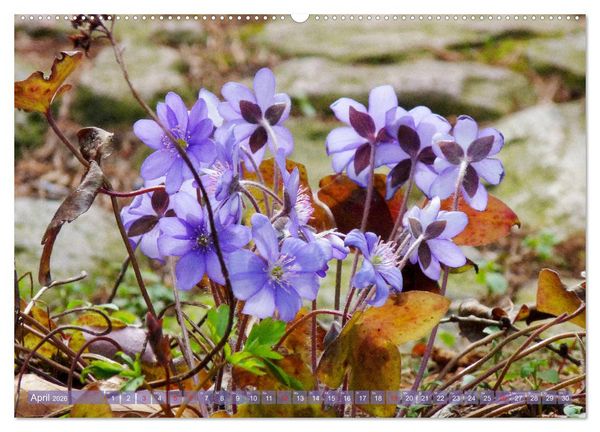 Produktbild: Wundersch&ouml;ne Wildblumen (Wandkalender 2026 DIN A2 quer), CALVENDO Monatskalender