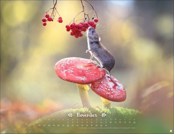 Vadim Trunov: Märchenhaftes Waldleben Posterkalender 2026