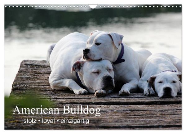 Produktbild: American Bulldog - stolz, loyal, einzigartig (Wandkalender 2026 DIN A3 quer), CALVENDO Monatskalender