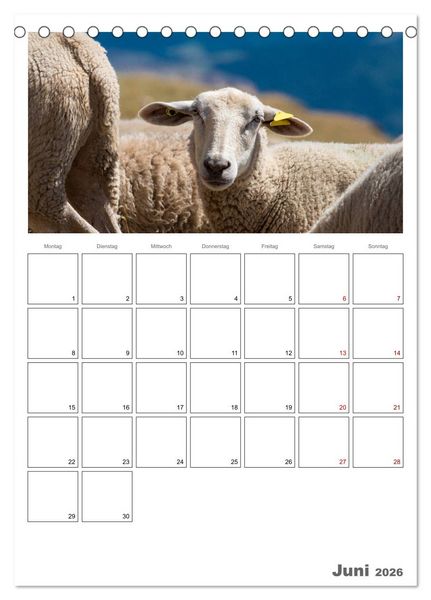 Produktbild: Schafe - 12 Monate in der Herde (Tischkalender 2026 DIN A5 hoch), CALVENDO Monatskalender