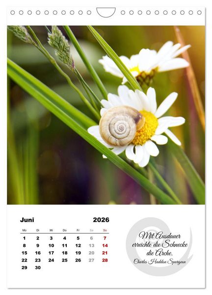 Produktbild: Schnecklein (Wandkalender 2026 DIN A4 hoch), CALVENDO Monatskalender