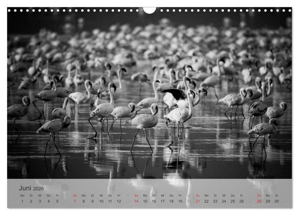 Produktbild: Flamingo Impressionen 2026 (Wandkalender 2026 DIN A3 quer), CALVENDO Monatskalender