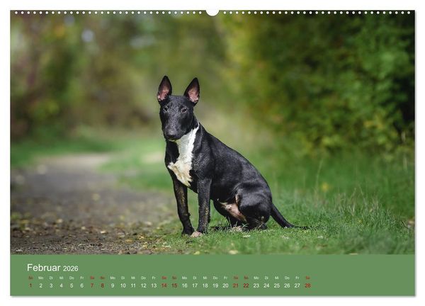 Produktbild: Fantastische Bullterrier - Sieger im Herzen (Wandkalender 2026 DIN A2 quer), CALVENDO Monatskalender
