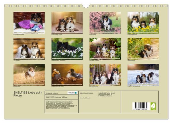 Produktbild: SHELTIES Liebe auf 4 Pfoten (Wandkalender 2026 DIN A3 quer), CALVENDO Monatskalender