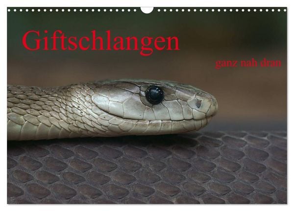 Giftschlangen, ganz nah dran (Wandkalender 2026 DIN A3 quer), CALVENDO Monatskalender