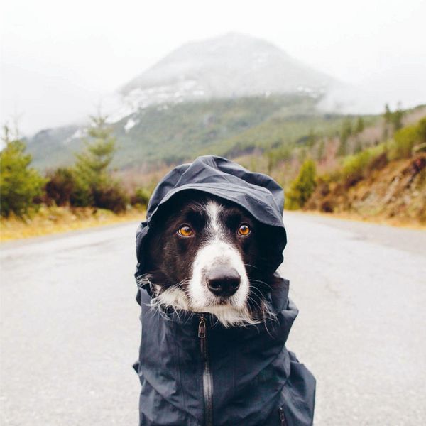 Produktbild: Insta Grammar Dogs