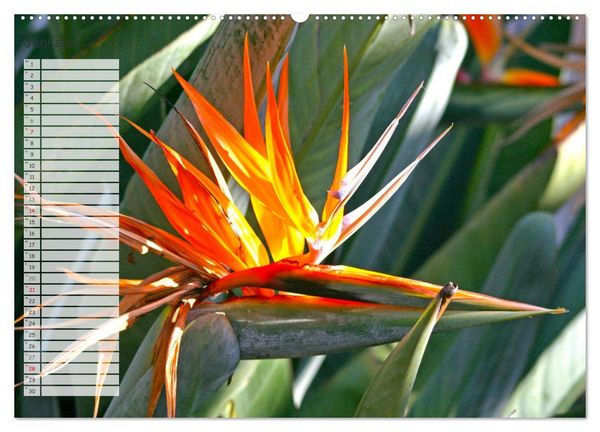 Produktbild: Die sch&ouml;nsten Zimmerpflanzen. Pflegeleicht, dekorativ und wohltuend (hochwertiger Premium Wandkalender 2026 DIN A2 quer), Kunstdruck in Hochglanz