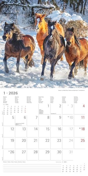 Produktbild: Pferde 2026 - Broschürenkalender 30x30 cm (30x60 geöffnet) - Kalender mit Platz für Notizen - Horses - Bildkalender - Wandplaner - Pferdekalender