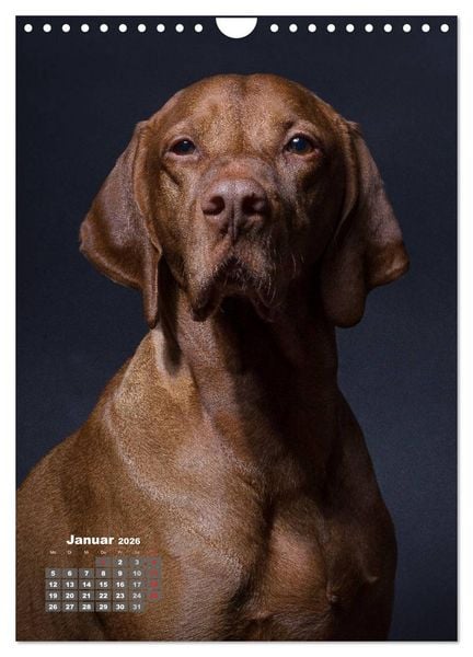 Produktbild: Treue Wegbegleiter, Hunde im Portrait. (Wandkalender 2026 DIN A4 hoch), CALVENDO Monatskalender