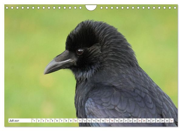 Produktbild: Im Auge der Kr&auml;he (Wandkalender 2027 DIN A4 quer), CALVENDO Monatskalender