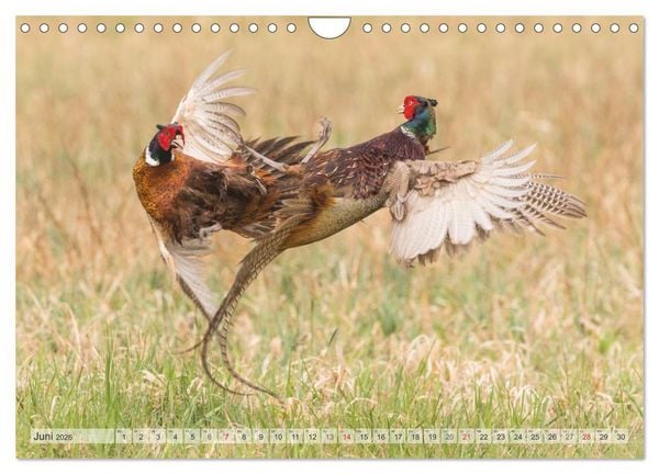 Produktbild: Emotionale Momente: Der Jagdfasan. (Wandkalender 2026 DIN A4 quer), CALVENDO Monatskalender