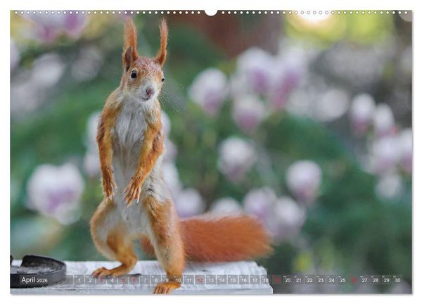 Produktbild: Eichh&ouml;rnchen am Fenster (Wandkalender 2026 DIN A2 quer), CALVENDO Monatskalender