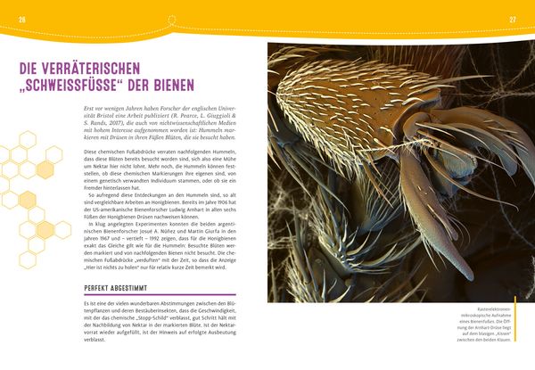 Produktbild: Auch Bienen haben Schwei&szlig;f&uuml;&szlig;e