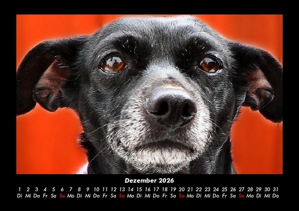 Produktbild: Welpen 2026 Fotokalender DIN A3