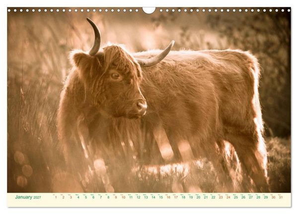 Produktbild: The Hairy Cow Calendar (Wall Calendar 2027 DIN A3 landscape), CALVENDO 12 Month Wall Calendar