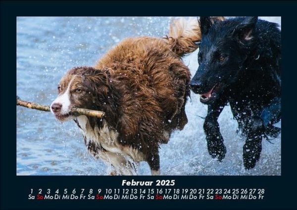Produktbild: Der Hundekalender 2025 Fotokalender DIN A5