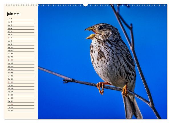 Produktbild: Notre nature sauvage, les passereaux d'Europe (Calendrier mural 2026 DIN A2 vertical), CALVENDO calendrier mensuel