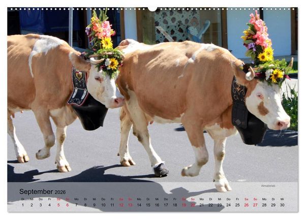 Produktbild: Saanenland. Ein Kalender aus dem Berner Oberland (hochwertiger Premium Wandkalender 2026 DIN A2 quer), Kunstdruck in Hochglanz