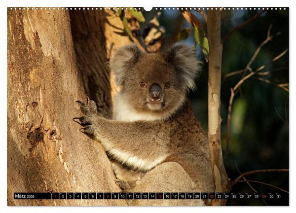 Produktbild: Kangaroo Island (hochwertiger Premium Wandkalender 2026 DIN A2 quer), Kunstdruck in Hochglanz