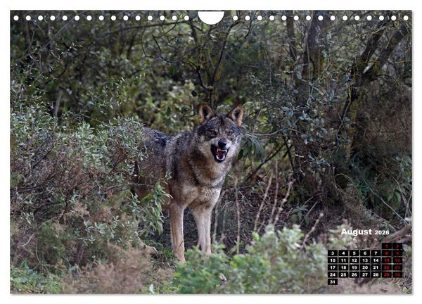 Produktbild: Willkommen Wolf (Wandkalender 2026 DIN A4 quer), CALVENDO Monatskalender