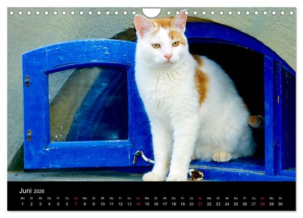 Produktbild: Katzen (Wandkalender 2026 DIN A4 quer), CALVENDO Monatskalender