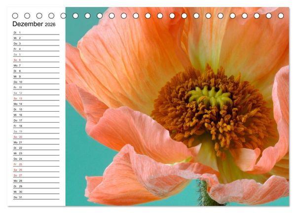 Produktbild: Mohn im Portr&auml;t (Tischkalender 2026 DIN A5 quer), CALVENDO Monatskalender