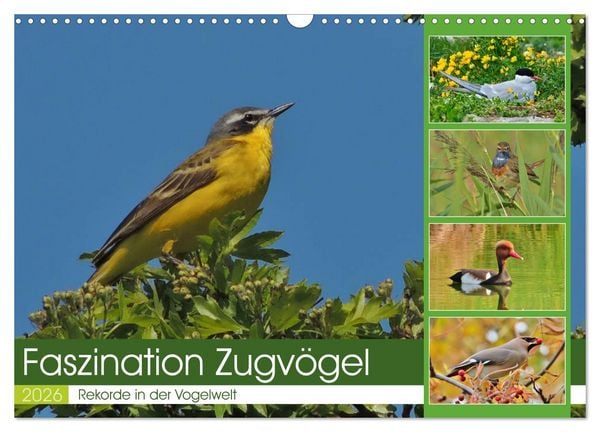 Produktbild: Faszination Zugv&ouml;gel - Rekorde in der Vogelwelt (Wandkalender 2026 DIN A3 quer), CALVENDO Monatskalender