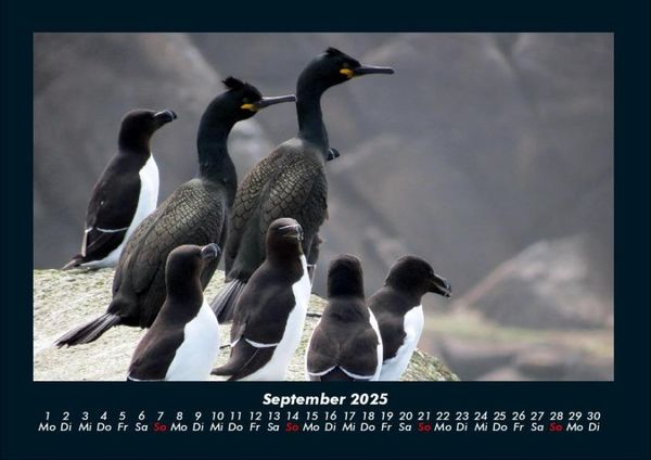 Produktbild: Der Tierkalender 2025 Fotokalender DIN A4