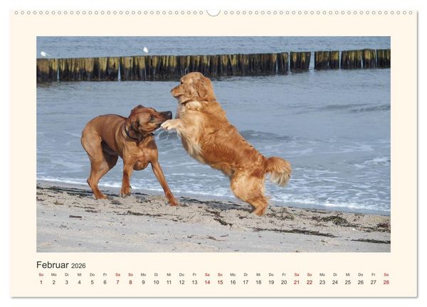 Produktbild: Rhodesian Ridgeback Power aus S&uuml;dafrika (hochwertiger Premium Wandkalender 2026 DIN A2 quer), Kunstdruck in Hochglanz