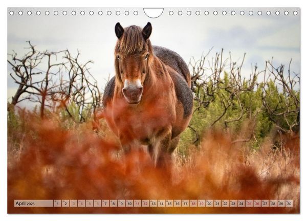 Produktbild: Wildperde - die Magie der Natur (Wandkalender 2026 DIN A4 quer), CALVENDO Monatskalender