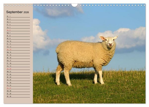 Produktbild: Schafe z&auml;hlen leicht gemacht! (Wandkalender 2026 DIN A3 quer), CALVENDO Monatskalender