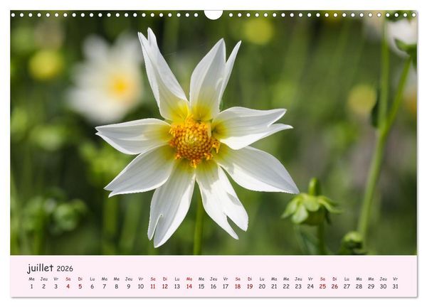 Produktbild: Les Dahlias en pleine floraison (Calendrier mural 2026 DIN A3 vertical), CALVENDO calendrier mensuel
