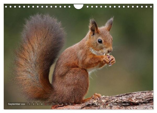 Produktbild: Eichh&ouml;rnchen in zauberhaften Posen (Wandkalender 2026 DIN A4 quer), CALVENDO Monatskalender