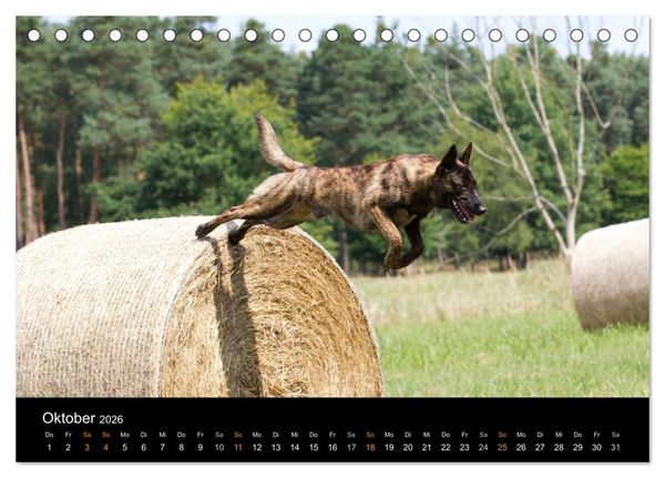 Produktbild: Holl&auml;ndischer Sch&auml;ferhund (Tischkalender 2026 DIN A5 quer), CALVENDO Monatskalender