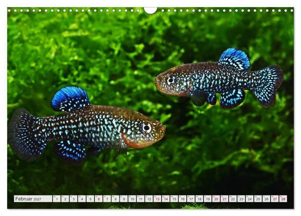 Produktbild: Outdoor-Aquaristik (Wandkalender 2027 DIN A3 quer), CALVENDO Monatskalender