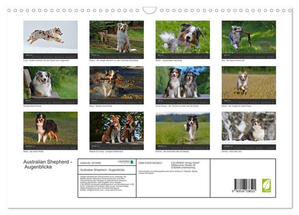 Produktbild: Australian Shepherd - Augenblicke (Wandkalender 2026 DIN A3 quer), CALVENDO Monatskalender