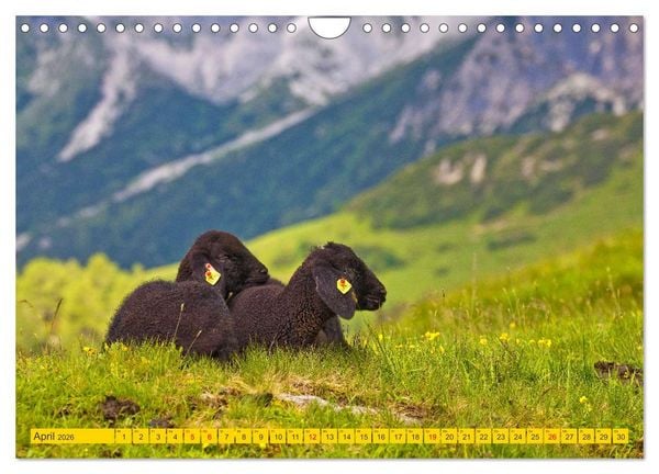 Produktbild: Wir sind die Stars auf der Alm (Wandkalender 2026 DIN A4 quer), CALVENDO Monatskalender