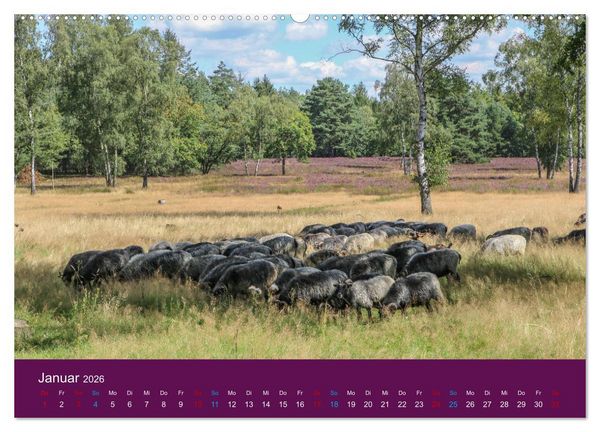 Produktbild: Die Heide bl&uuml;ht (hochwertiger Premium Wandkalender 2026 DIN A2 quer), Kunstdruck in Hochglanz