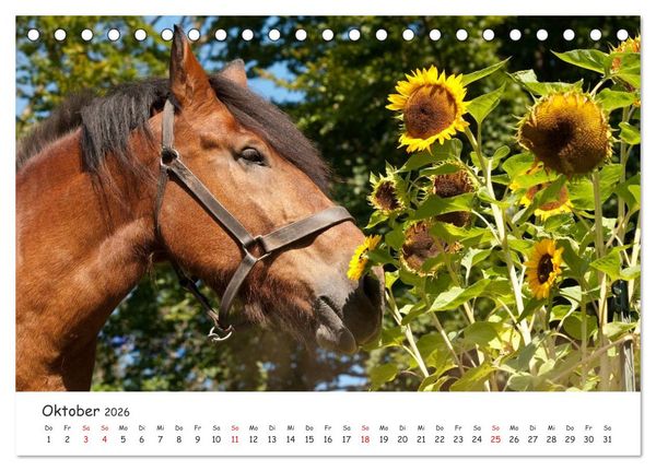 Produktbild: Kaltblut - schwere Pferde mit Herz (Tischkalender 2026 DIN A5 quer), CALVENDO Monatskalender