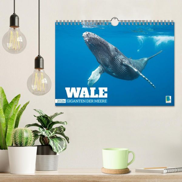 Produktbild: Wale: Giganten der Meere (Wandkalender 2026 DIN A4 quer), CALVENDO Monatskalender