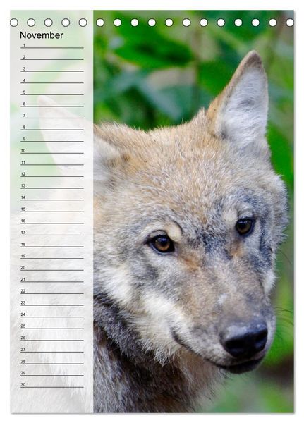 Produktbild: Der Wolf - Isegrim in den heimischen W&auml;ldern - Kalender 2026 (Tischkalender 2026 DIN A5 hoch), CALVENDO Monatskalender
