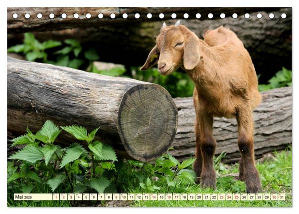 Produktbild: Ziegen - Die Stars aus dem Streichelzoo (Tischkalender 2026 DIN A5 quer), CALVENDO Monatskalender