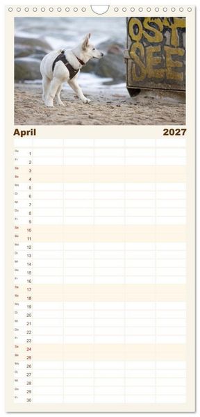 Produktbild: Familienplaner 2027 - Berger Blanc Suisse - Weggef&auml;hrten auf 4 Pfoten mit 5 Spalten (Wandkalender, 21 x 45 cm) CALVENDO