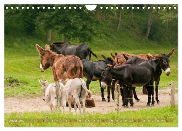 Produktbild: Bulgarische Gro&szlig;esel - Schwarze Sch&ouml;nheiten (Wandkalender 2025 DIN A4 quer), CALVENDO Monatskalender