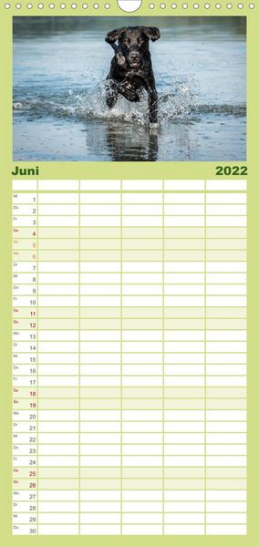 Produktbild: Familienplaner Labrador Trio - 3 Farben, 3 Freunde (Wandkalender 2022 , 21 cm x 45 cm, hoch)