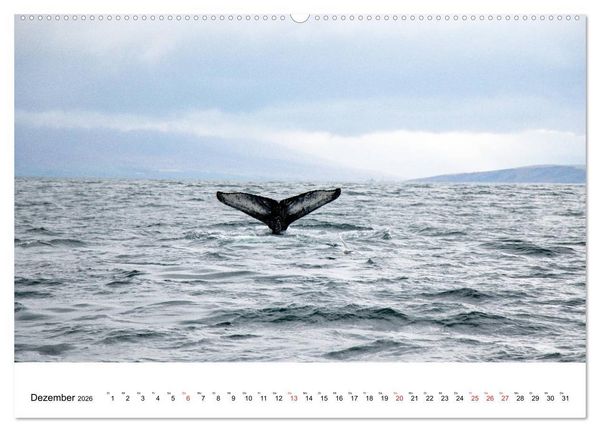 Produktbild: ISLAND Atemberaubende Natur aus Feuer und Eis (Wandkalender 2026 DIN A2 quer), CALVENDO Monatskalender