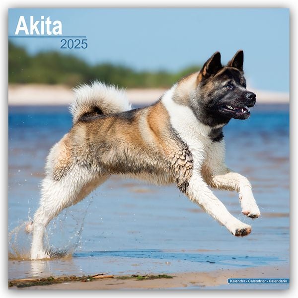 Akitas 2025 - 16-Monatskalender